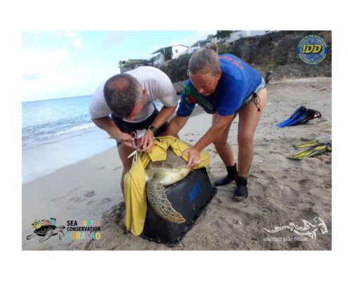 Turtle rescue Curacao
