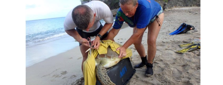 Turtle rescue Curacao