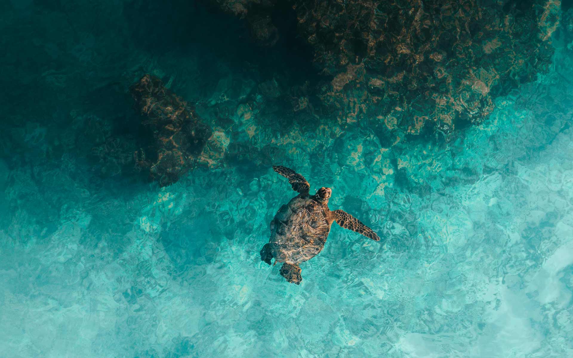 Relaxed Guided Dives Curacao